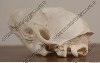 Photo References of Skull